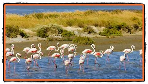 Flamingo emblema Parcului Camargue din Franta